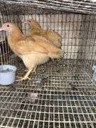 2 Buff Orpington Pullets