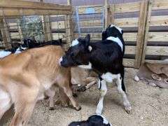 Holstein Heifer Bottle Calf - Had Colostrum