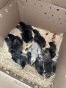 9 BC1 Olive Egger to Blue Copper Maran Chicks - 2 Wks Old