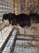 4 Mixed Bred Hollands - Unsexed
