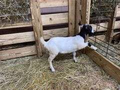 White & Black Nigerian Dwarf Nanny - DOB: 5/28/25