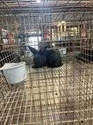 Black Flemish Giant Mini Rex