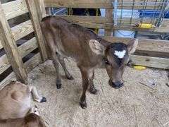 Crossbred Heifer Bottle Calf - Had Colostrum