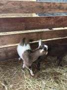 Brown & White Nigerian Dwarf Billy