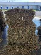 15 1st Grass (2025) Got Wet