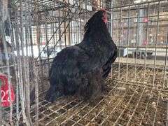Black Hen