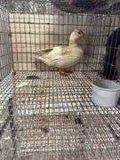 Young Unsexed White Call Duck
