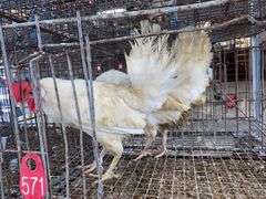 2 White Leghorn Hens