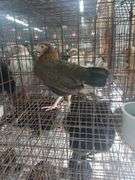 Serama Laying Hen "Tippy"