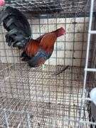 BB Red Banty Rooster