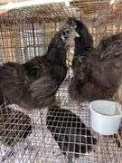 2 Silkie Hens