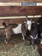 Brown & White Nigerian Dwarf Billy