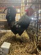 True Blue Rooster