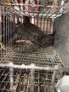 5 Plymouth Barred Rock Hens