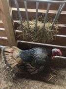 Bronze Tom Turkey - 1 Yr Old