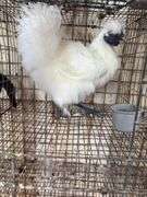 Silkie Rooster - 4 Mos Old