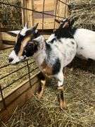 Tri Color Nigerian Dwarf Nanny w/ Blue Eyes - 4 Mos Old