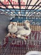 3 Light Brahma Chicks - Hatched 6/16/25