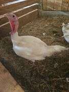 White Hen Turkey