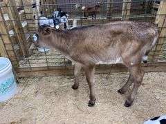 Crossbred Heifer Bottle Calf - Had Colostrum