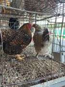 2 Barnyard Mix Hens