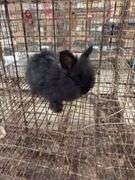 Black Angora Buck - 3 Months Old - Friendly