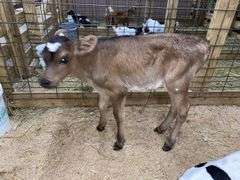 Crossbred Heifer Bottle Calf - Had Colostrum
