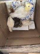 5 Chicks - 3 White, 1 Brown Feather Bantam & 1 Brown Bantam