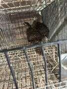 2 Lady Amherst Pheasants