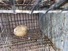 Pair Coturnix Quail - 1 Yr Old