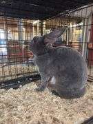 Proven Rex Sr Buck w/ Pedigree - Friendly - Has Scuffed Up Eye