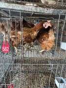 5 Golden Comet Laying Hens