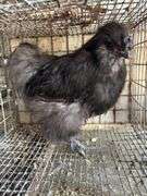 Silkie Rooster