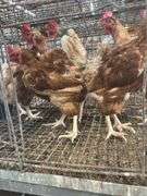 5 Isa Brown Hens