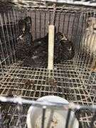 4 Plymouth Barred Rock Hens