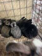 Lionhead Doe w/ 5 Bunnies - Sells As A Family