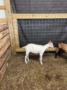 White Saanen Alpine Buckling - 3.5 Months Old