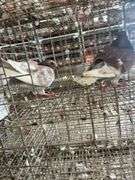 2 Homer Pigeons