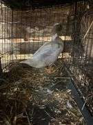 Silver Swedish Hen - 5-6 Months Old