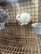 Netherland Dwarf Bred Doe - 2 Yrs Old