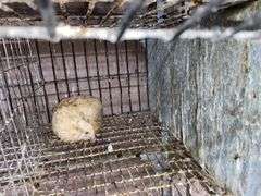 Pair Coturnix Quail - 1 Yr Old