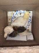 5 Chicks - 3 White, 1 Brown Feather Bantam & 1 Brown Bantam