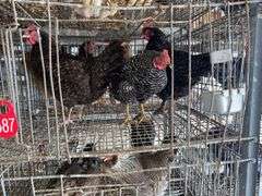 3 Plymouth Rock Laying Hens