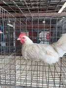 White Zombie Rooster