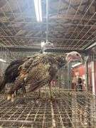 Pair of Royal Palm Trkeys - 12 Wks Old