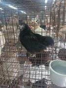 Black Langshaw Pullet