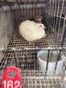 3 Coturnix Quail