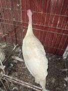 Heritage Tom Turkey - 5 Months Old