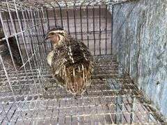 Pair Coturnix Quail - 1 Yr Old