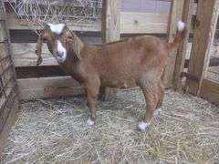 Brown & White Boer Nanny